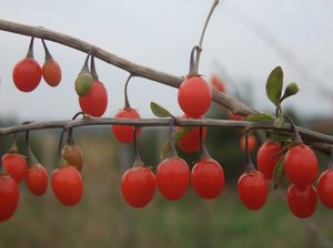 Goji Beere