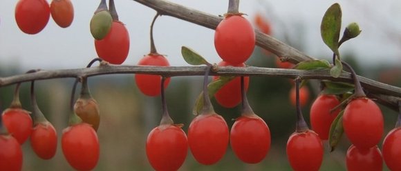 Goji Beere