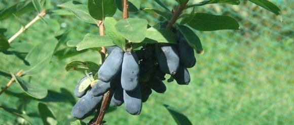Haskap Beeren